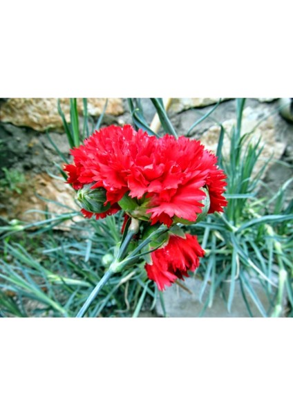 Kırmızı Karanfil Çiçeği Fidanı Saksılı Kokulu 15-30CM fırsatları