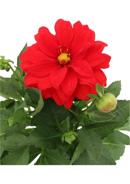 Dahlia - Yıldız Çiçeği - Dalya Bitkisi Kırmızı Renk Dış Mekan Balkon Bahçe Peyzaj