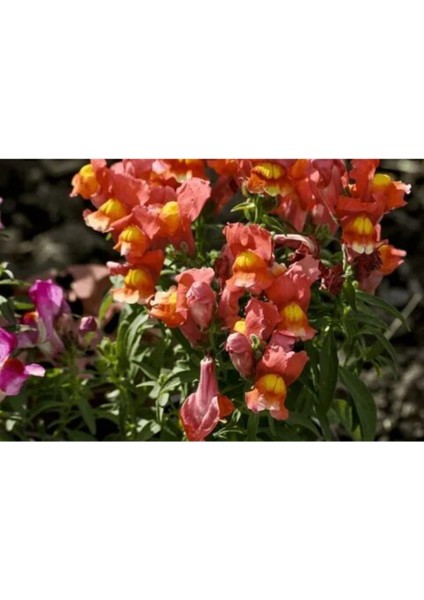 10 Adet Kırmızı Sarı Aslanağzı Çiçeği Fidanı Fidesi 5 cm 15 cm