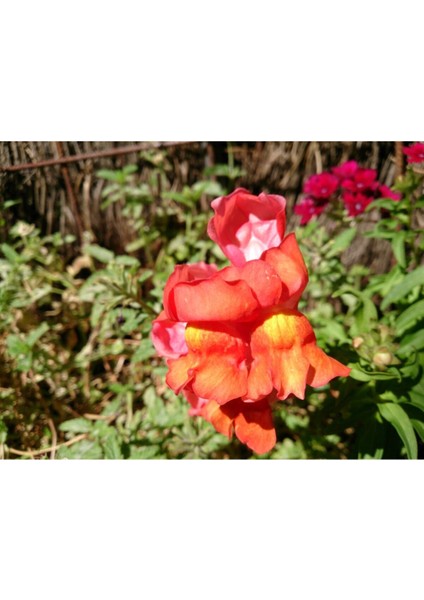 10 Adet Kırmızı Sarı Aslanağzı Çiçeği Fidanı Fidesi 5 cm 15 cm fiyatları