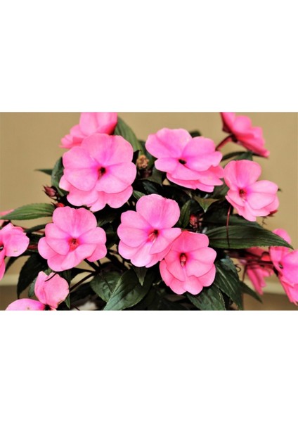 Pembe Cam Güzeli Fidanı Yeniğine Saksılı 10CM 30CM fiyatları