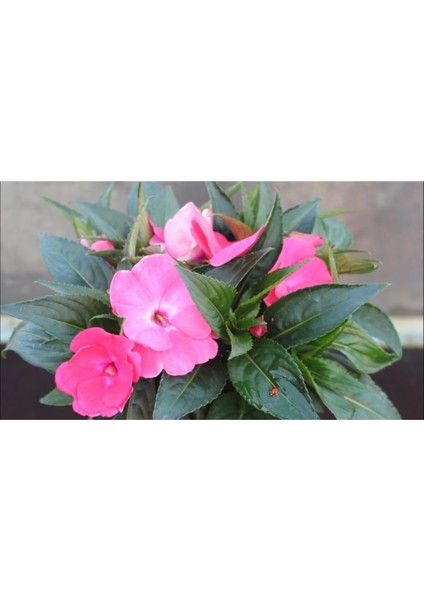 Pembe Cam Güzeli Fidanı Yeniğine Saksılı 10CM 30CM modelleri