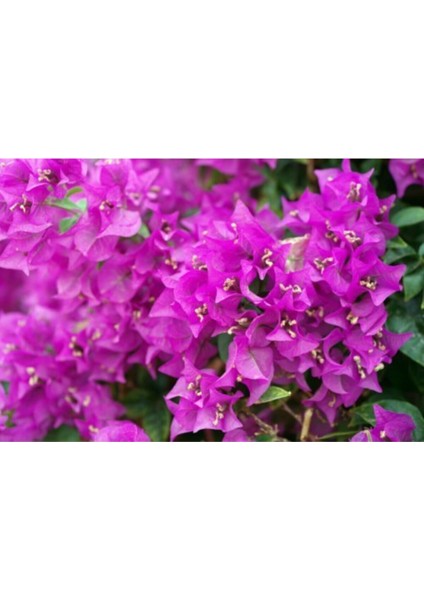 Pembe Begonvil Çiçeği Fidanı 40-80cm Saksılı