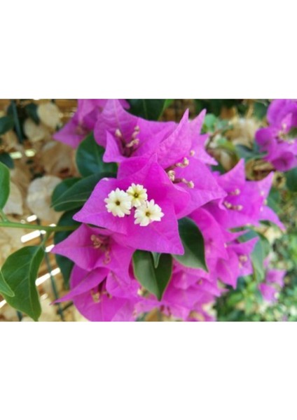 Pembe Begonvil Çiçeği Fidanı 40-80cm Saksılı