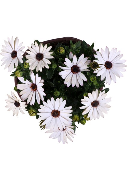 Bodrum Papatyası - Osteospermum - Saksı'da Canlı Çiçek - 4'lü Miks