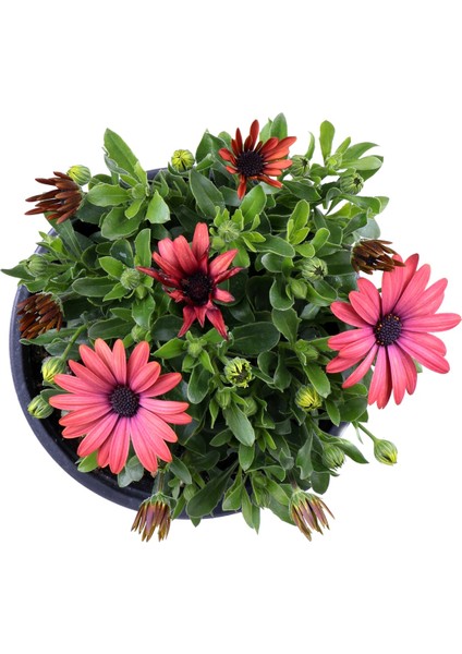Bodrum Papatyası - Osteospermum - Saksı'da Canlı Çiçek - 4'lü Miks