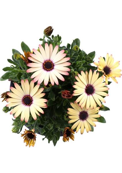 Bodrum Papatyası - Osteospermum - Saksı'da Canlı Çiçek - 4'lü Miks