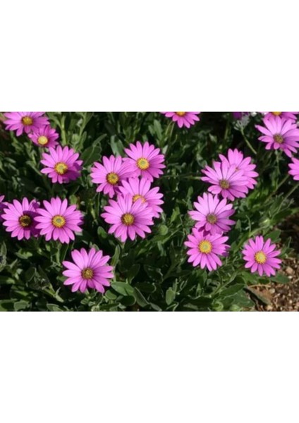 Saksılı Pembe Bodrum Papatyası Çiçeği Fidanı 4 Adet