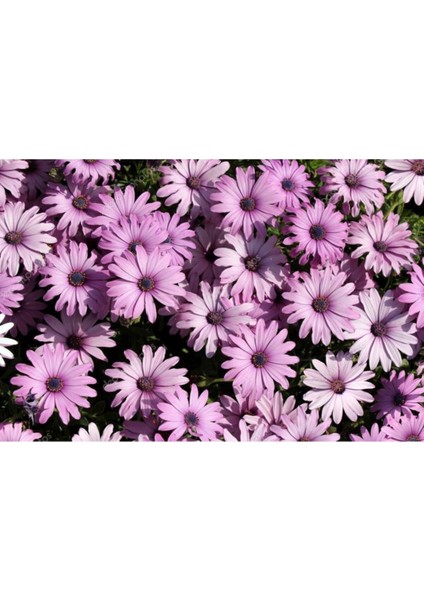 Saksılı Pembe Bodrum Papatyası Çiçeği Fidanı 4 Adet