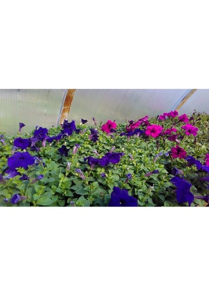 10 Adet Karısık Renk Petunya Fidesi Fidanı 5cm 15 cm