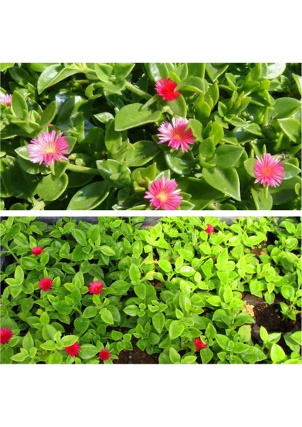 Buz Çiçeği 40 Adet Mezar-Kabir Yer Örtücü Bitki Sarılıcı Yazkış Yeşil