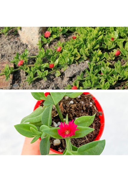 Buz Çiçeği 40 Adet Mezar-Kabir Yer Örtücü Bitki Sarılıcı Yazkış Yeşil modelleri