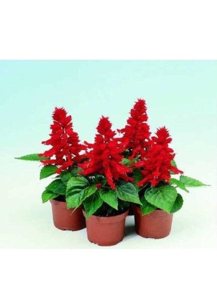 Ateş Çiçeği (Salvia Splendens) Tüplü Canlı (Tohum Değildir Tüplüdür.)