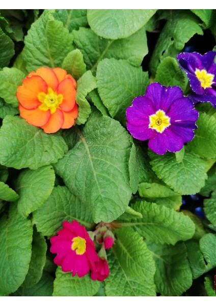 Çuha (Marul) Çiçeği 8.5 Saksıda Karışık Renk 1 Adet Çiçekli Bodur Bitki Primula