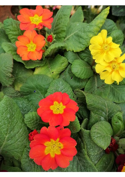 Çuha (Marul) Çiçeği 8.5 Saksıda Karışık Renk 1 Adet Çiçekli Bodur Bitki Primula