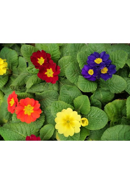 Çuha (Marul) Çiçeği 8.5 Saksıda Karışık Renk 1 Adet Çiçekli Bodur Bitki Primula