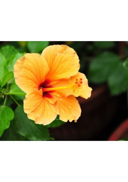 Japon Gülü Turuncu Çiçeği Fidanı