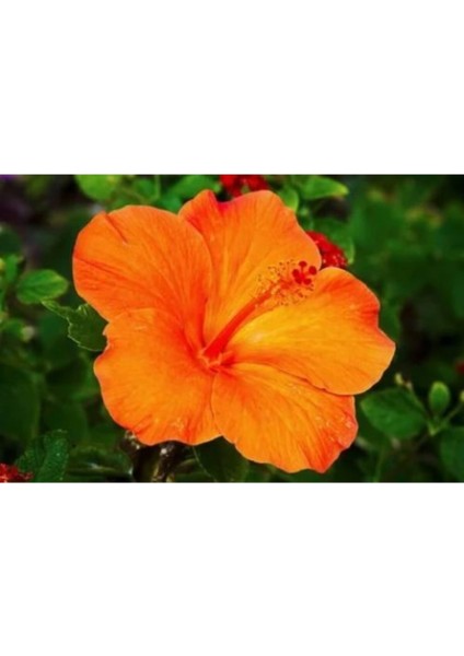 Japon Gülü Turuncu Çiçeği Fidanı fiyatları