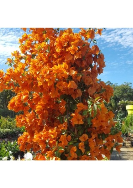 Turuncu Sarılıcı Begonvil Çiçeği Fidanı 40CM-80CM fiyatları