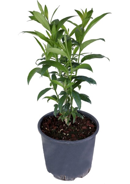 Melisa Parfüm Çiçeği - Canlı Çiçek - Cestrum Nocturnum
