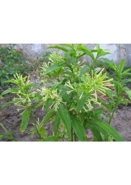 Melisa Fidanı Saksılı 30-40 cm fiyatları