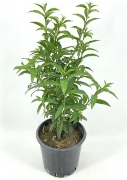 Melisa Fidanı Saksılı 30-40 cm modelleri