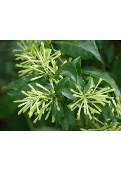 Melisa Kolanya Çiçeği Hoş Kokulu 30-60 cm modelleri