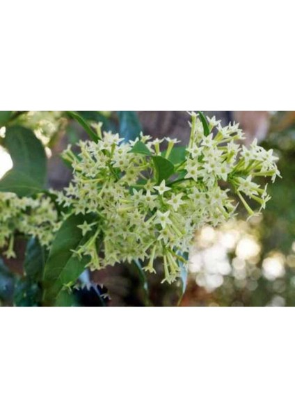 Melisa Kolanya Çiçeği Hoş Kokulu 30-60 cm fırsatları