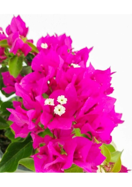 Mor Bodur Begonvil Deep Purple (Bougainvillea Glabra)