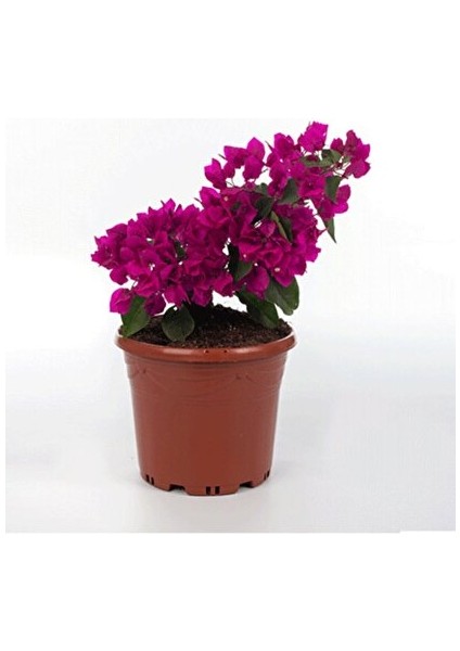 Mor Bodur Begonvil Deep Purple (Bougainvillea Glabra) fiyatları