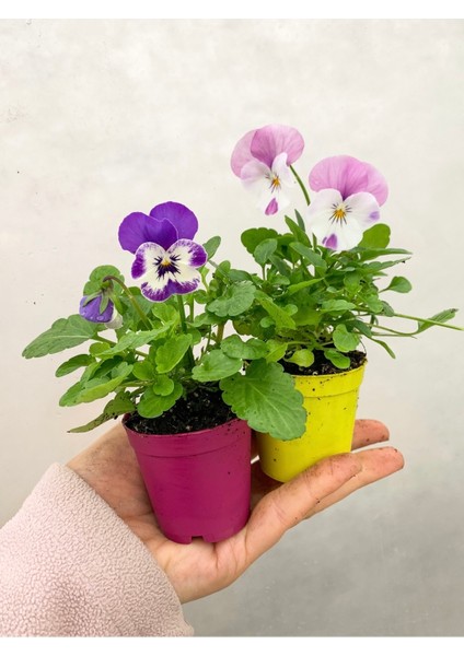 2 Adet Karışık Renk Çiçekli Hercai Menekşe