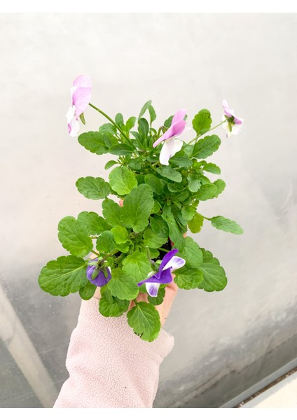 2 Adet Karışık Renk Çiçekli Hercai Menekşe fiyatları