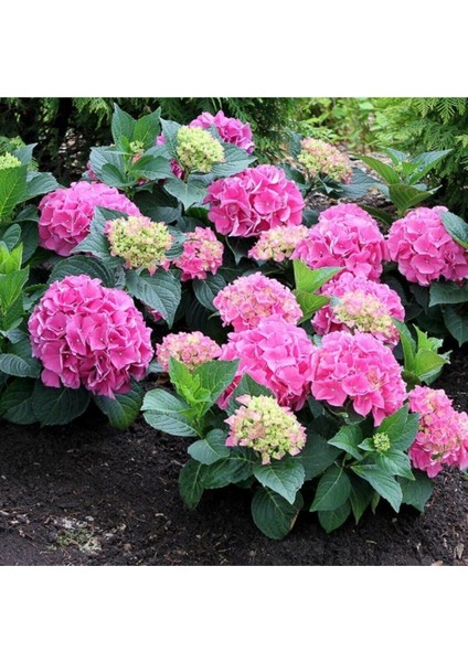 Pembe Ortanca Çiçeği Fidanı 1 Adet Saksıda 20-40Cm