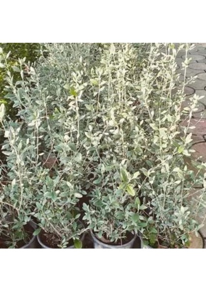 Zeytin Çalısı Fidanı Saksılı 60CM 80CM