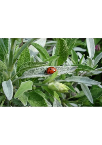 Serada Decor Plant Adaçayı Fidanı Fidesi Tüplü 15-25 cm (1 Adet)