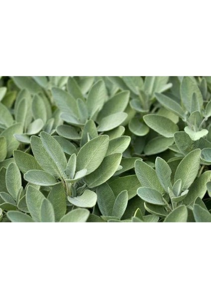 Serada Decor Plant Adaçayı Fidanı Fidesi Tüplü 15-25 cm (1 Adet) modelleri