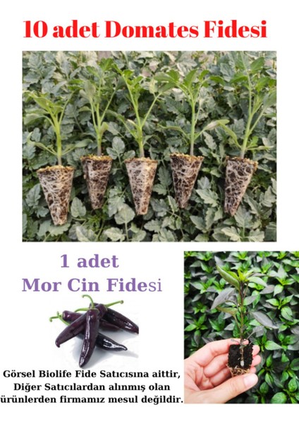 Köy Domatesi Fidesi Yerli Tohum 10 Adet, Mor Cin Biber Fidesi 1 Adet