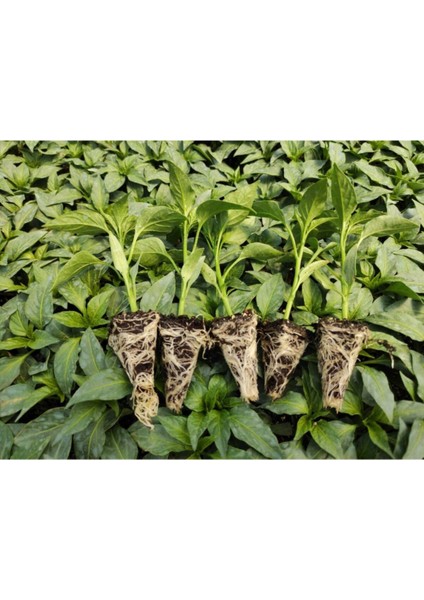 Biber Fidesi 10 Adet