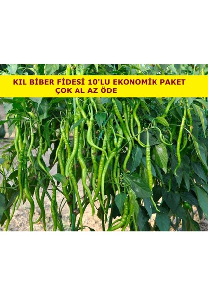 Kıl Biber Fidesi Ekonomik 10 Adet Kıl Biber Çitili Fidesi