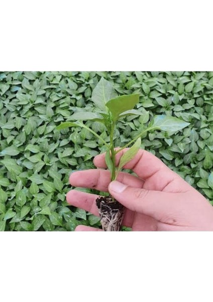 Kıl Biber Fidesi Ekonomik 10 Adet Kıl Biber Çitili Fidesi modelleri