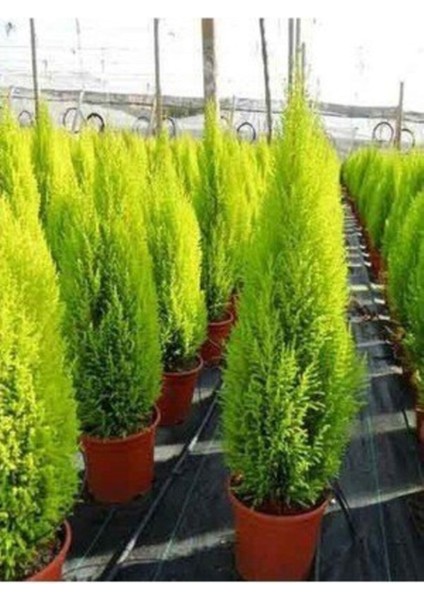 Tüplü ( Salon Çamı ) Limoni Servi Çam Fidanı (14 Lük Saksıda- Boyu 30-40 cm ) Limon Kokulu Çam Fida