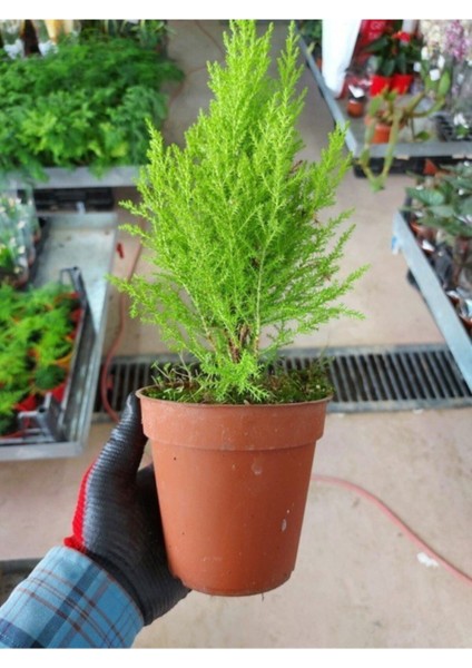 Tüplü ( Salon Çamı ) Limoni Servi Çam Fidanı (14 Lük Saksıda- Boyu 30-40 cm ) Limon Kokulu Çam Fida