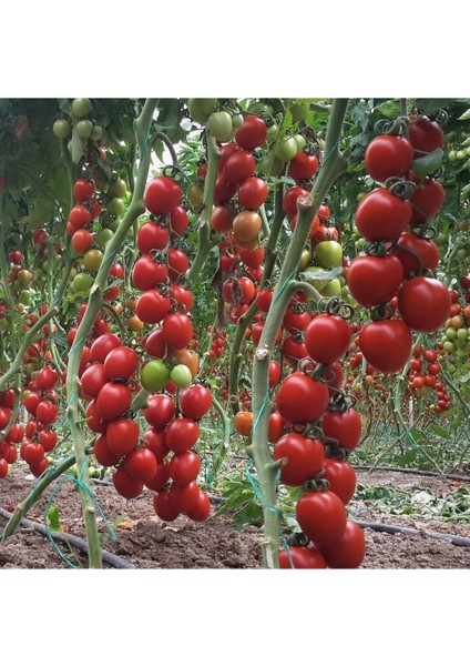Sırık Domates Fidesi (Kokteyl) F1 1. Kalite 10 Adet