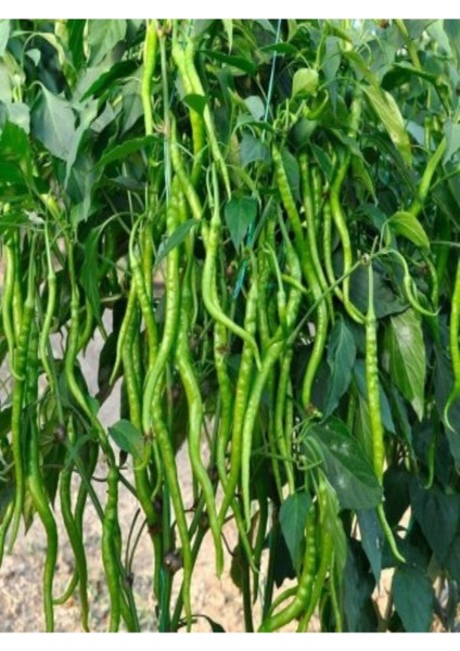 Tatlı Kıl Sivri Biber Fidesi 30 Adet Bol Verimli