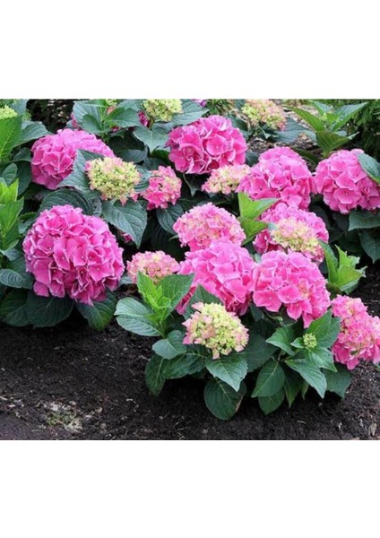 3'lü Canlı Ortanca Çiçeği Fidanı Mavi-Pembe-Kırmızı Renk 3 ADET Saksılı