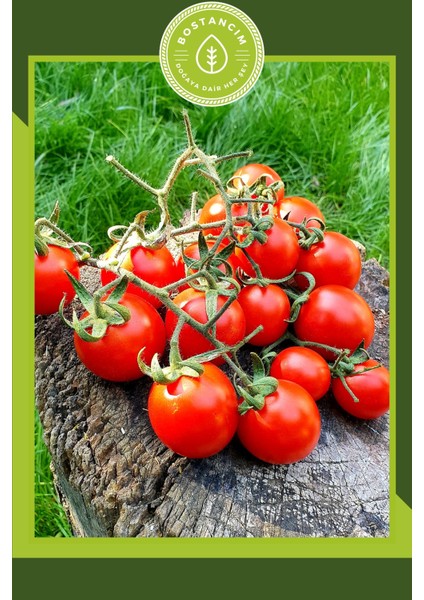 Cherry Domates Fidesi (12 'li Ambalaj) Özel Köpük Kutuda