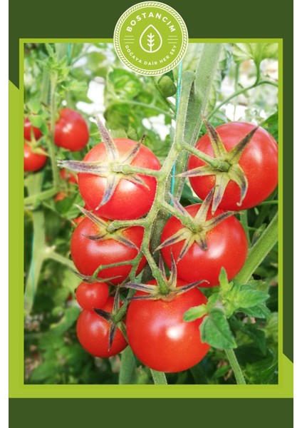 Cherry Domates Fidesi (12 'li Ambalaj) Özel Köpük Kutuda