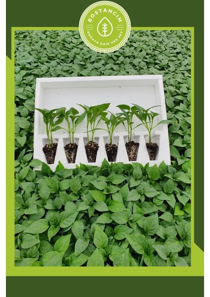 Urfa Biberi Fidesi (12'li Ambalaj) Özel Köpük Kutuda fiyatları