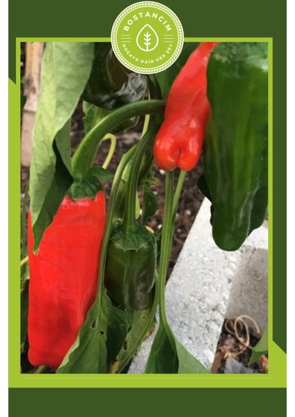 Urfa Biberi Fidesi (12'li Ambalaj) Özel Köpük Kutuda fırsatları