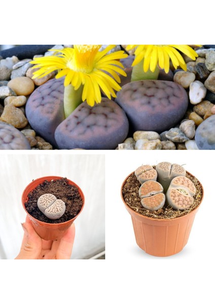 Taş Kaktüs Özel Tür Lithops 5.5 Saksıda